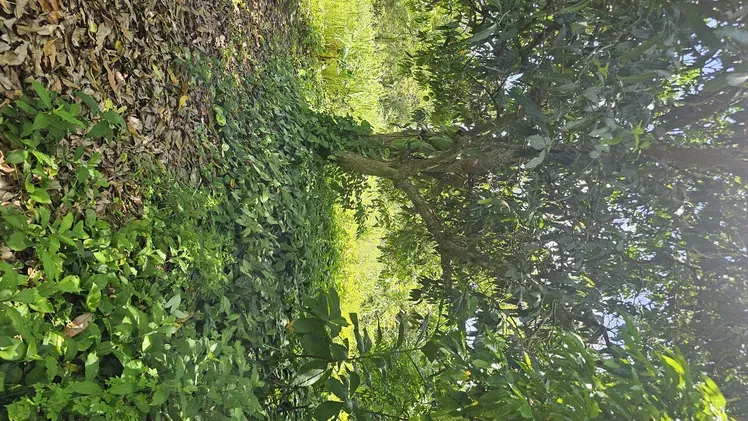 Vista de la propiedad 5