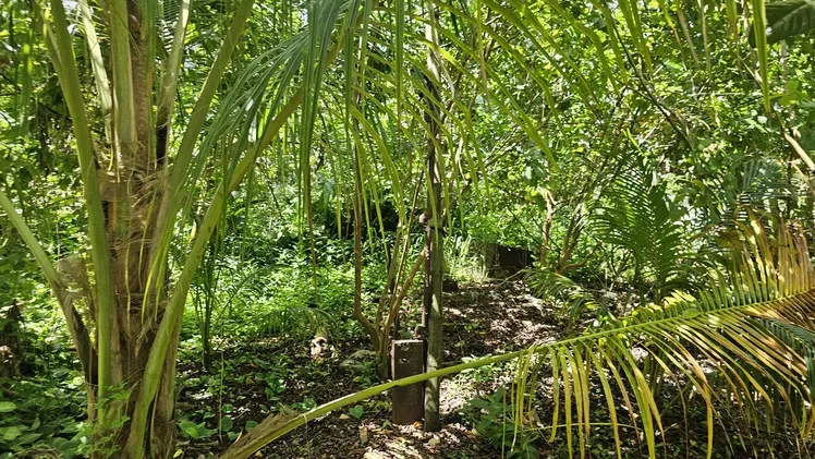 Vista de la propiedad 6