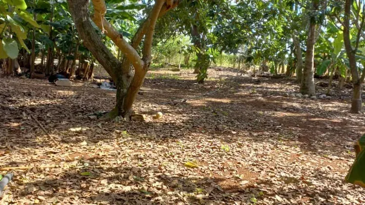 Property view 6