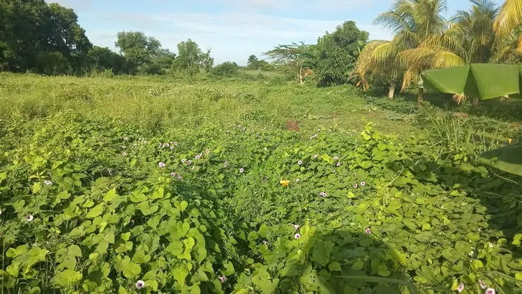 Vista de la propiedad 5