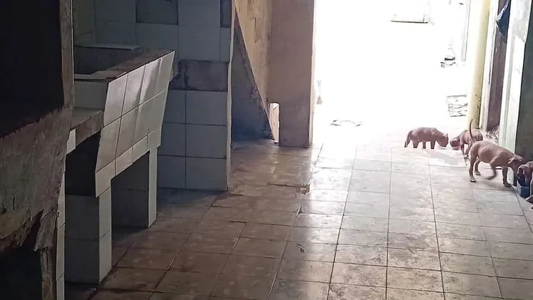 Vista de la propiedad 8